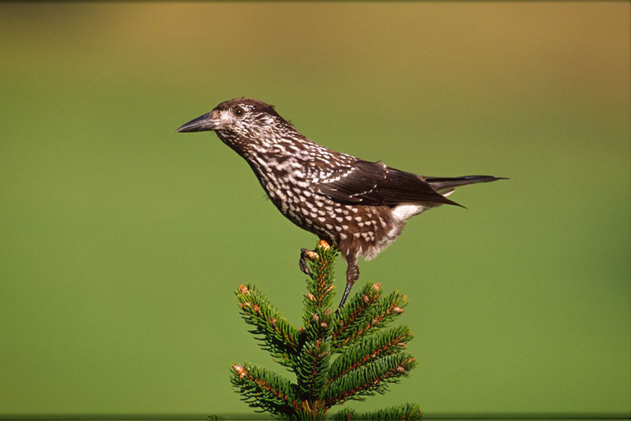 © Norbert Pühringer